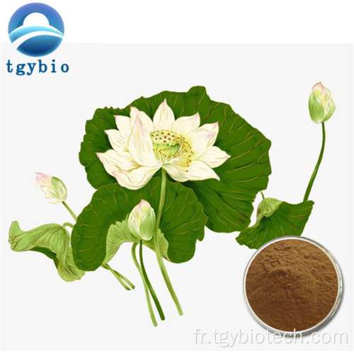 Produit de perte de poids Extrait de feuilles de lotus en poudre nuciférin